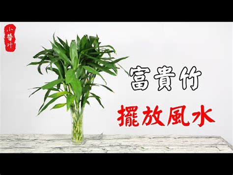 5支富貴竹|開運富貴竹風水指南：如何選擇數量？避免這6個禁忌，提升家庭。